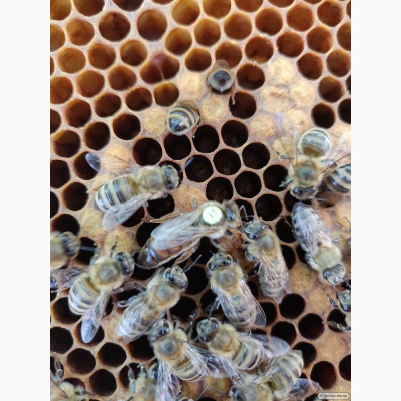 Фото 6. Пчеломатка Карника плодная от Норберта Лампрехта(Lrecht Norbert)