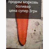 Продам морковь боливар