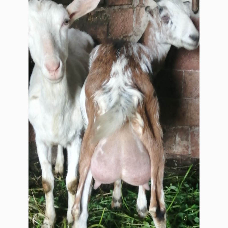 Фото 5. Продам дійні кози. Племінного цапа. Козенят