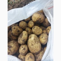 Продам картошку качество на высоте сегодня грузим