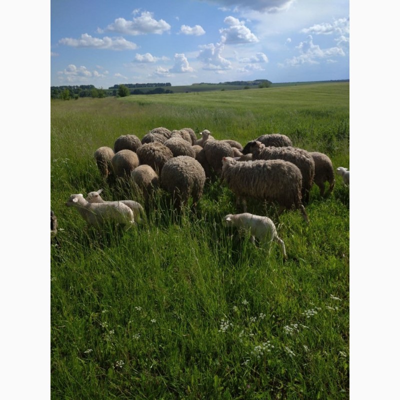 Фото 5. Овцы вівці Мериноси і Романовці.Баранина на мясо
