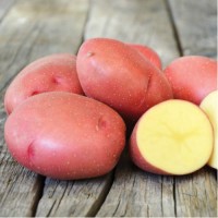 Насіннєва картопля сорт Еволюшн (Голандія) 1 репродукція