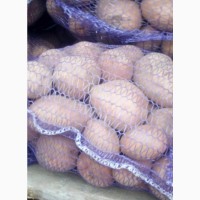 Продам відбірну картоплю безпосередньо з фермерства і складів