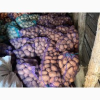 Продам домашню картоплю велику та насіневу