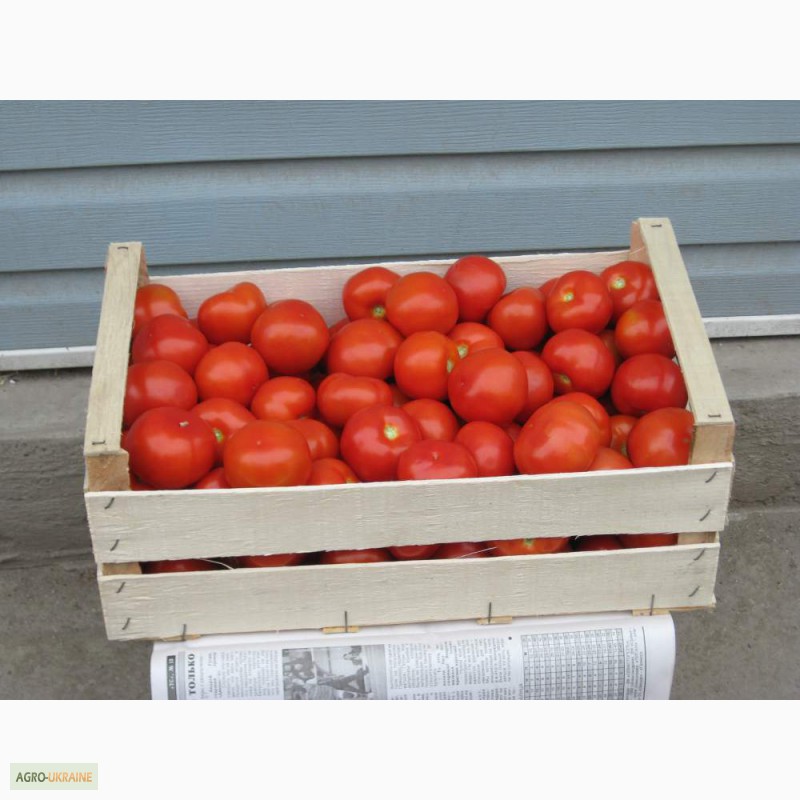 Фото 2. Ящики деревянные в крыму для помидоров от производителя