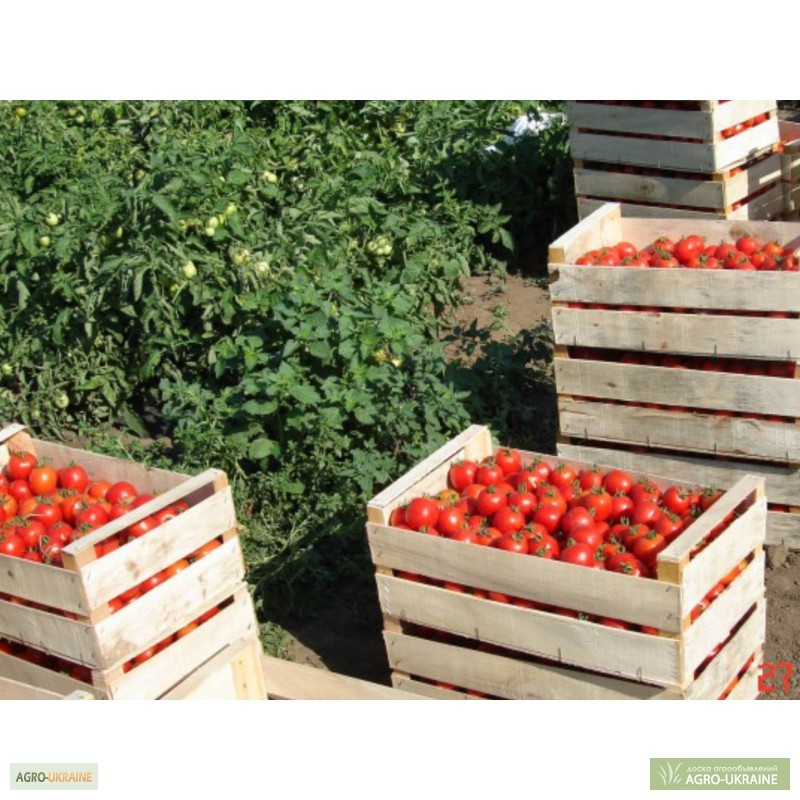 Ящики деревянные в крыму для помидоров от производителя