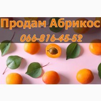 Продам заморожений абрикос, від виробника