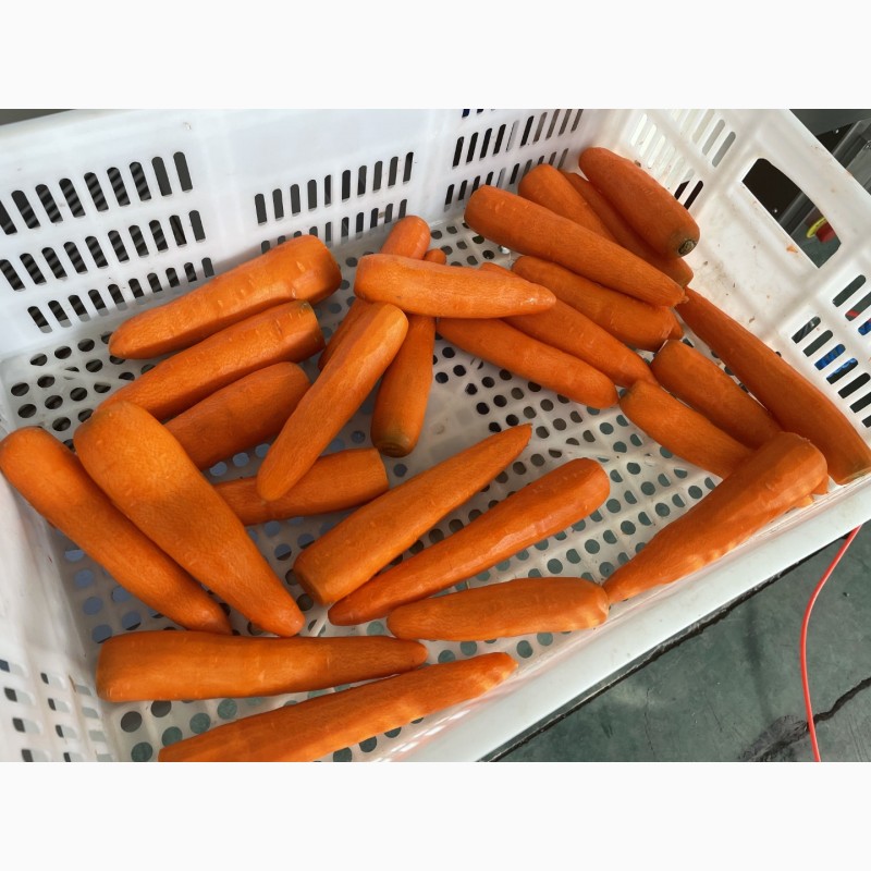 Фото 11. Машина напівавтоматична для ножового очищення моркви STvega KPel L500