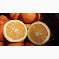 ЦИТРУСОВІ - Апельсини, Мандарини