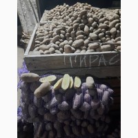 Продам насіннєву картоплюТИРАС