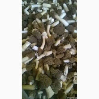 Продам грибы Сморчки-свежие и сушенные