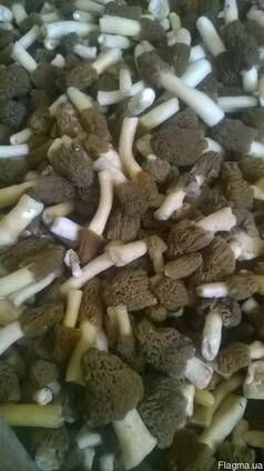 Продам грибы Сморчки-свежие и сушенные