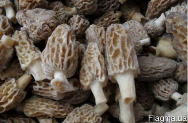 Фото 2. Продам грибы Сморчки-свежие и сушенные
