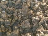 Фото 4. Продам грибы Сморчки-свежие и сушенные