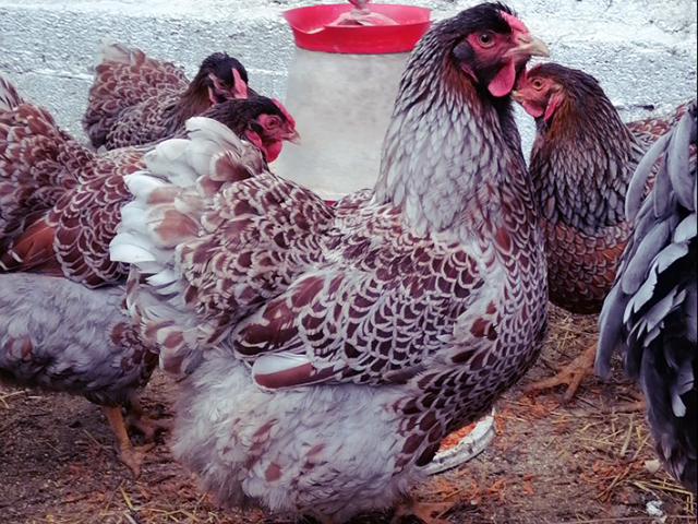 Фото 4. Інкубаційне яйце, курчата, Віандот - срібло, блакитне золото