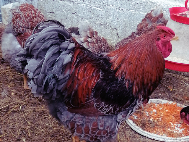 Фото 7. Інкубаційне яйце, курчата, Віандот - срібло, блакитне золото