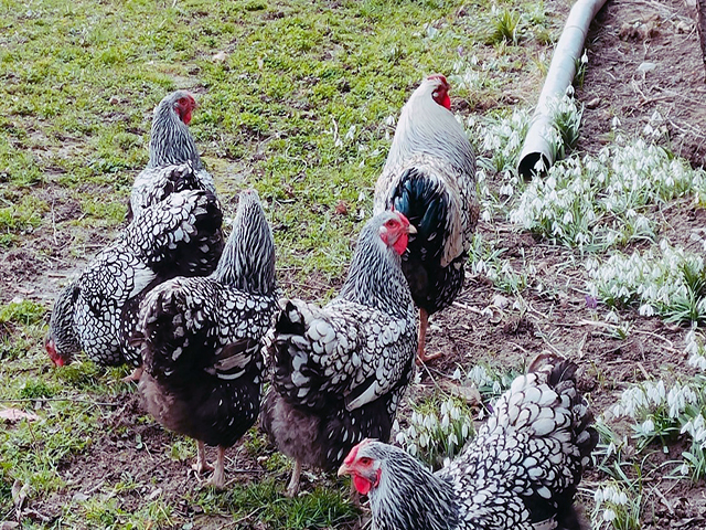 Фото 8. Інкубаційне яйце, курчата, Віандот - срібло, блакитне золото