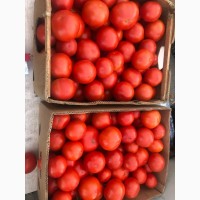 Продам помидоры
