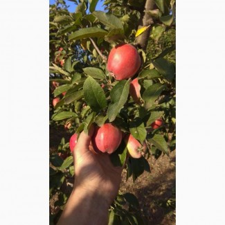 Продам яблука врожаю 2023 року