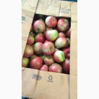 Продам яблука врожаю 2023 року