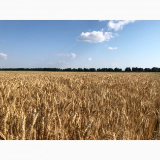 Пшениця фураж