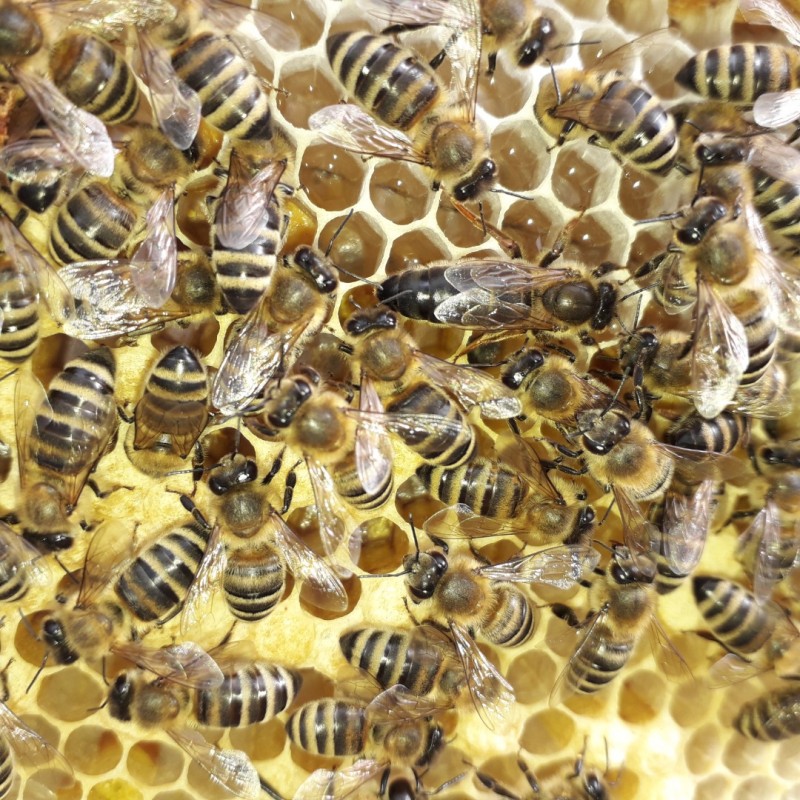Фото 3. В продажі плідні 2024 високопродуктивні матки, бджолині матки КАРПАТКА /є торг/