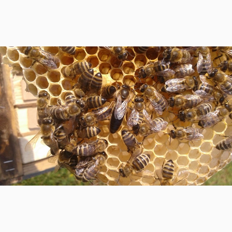 Фото 4. В продажі плідні 2024 високопродуктивні матки, бджолині матки КАРПАТКА /є торг/