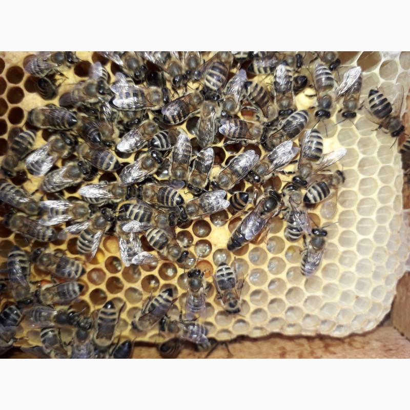Фото 5. В продажі плідні 2024 високопродуктивні матки, бджолині матки КАРПАТКА /є торг/