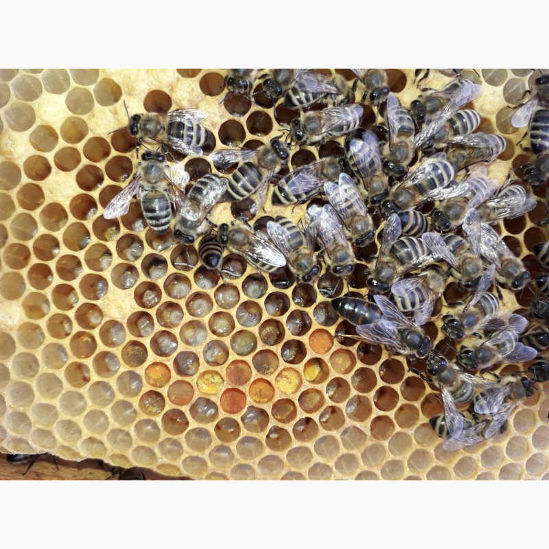 Фото 6. В продажі плідні 2024 високопродуктивні матки, бджолині матки КАРПАТКА /є торг/