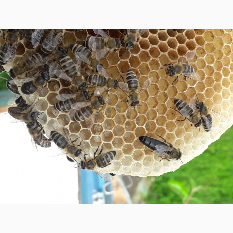 Фото 8. В продажі плідні 2024 високопродуктивні матки, бджолині матки КАРПАТКА /є торг/