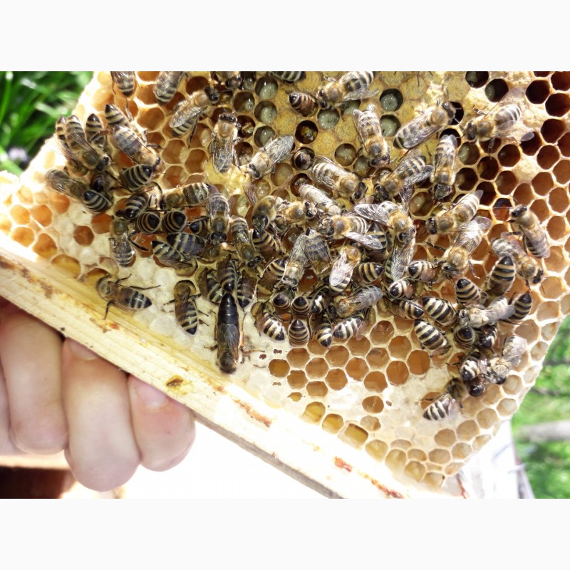 Фото 10. В продажі плідні 2024 високопродуктивні матки, бджолині матки КАРПАТКА /є торг/
