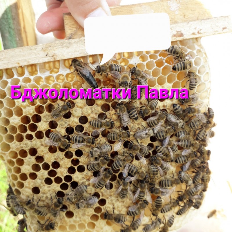 Фото 12. В продажі плідні 2024 високопродуктивні матки, бджолині матки КАРПАТКА /є торг/