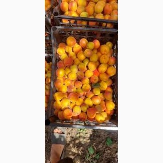 Шукаємо заготівельників абрикосів по всій Україні, обєм 5-20 тонн