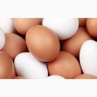 Яйце куряче С1