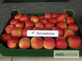 Фото 2. Продам польские яблоки премиум класса