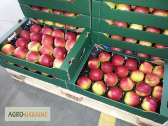Фото 5. Продам польские яблоки премиум класса