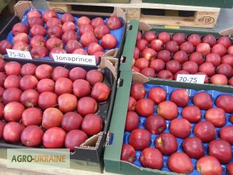 Фото 6. Продам польские яблоки премиум класса