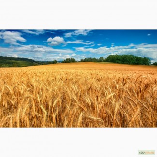 Покупка Ячменя, Пшеницы от 25 тонн.Запорожская, Херсонская области
