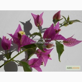 Бугенвиллия Glabra Violett (лиловая)