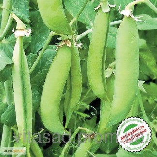 Семена сахарного (овощевой) гороха Скинадо (сингента) 30т. цена за т.15 000грн