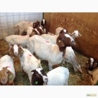 Бурские козы в Украине