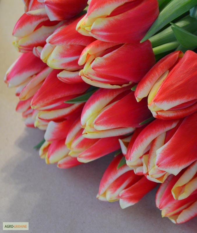 Тюльпаны оптом к 14 февраля, 8 марта 2016
