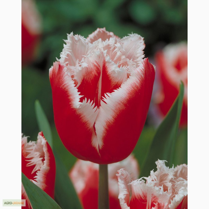 Фото 3. Тюльпаны оптом к 14 февраля, 8 марта 2016