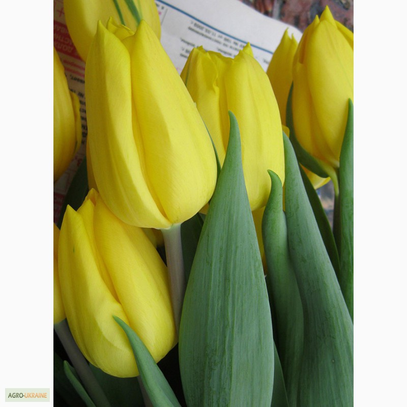 Фото 6. Тюльпаны оптом к 14 февраля, 8 марта 2016