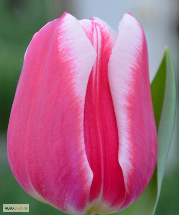 Фото 7. Тюльпаны оптом к 14 февраля, 8 марта 2016