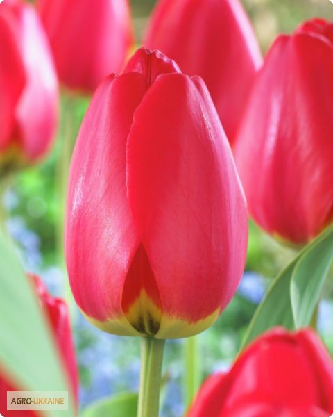 Фото 8. Тюльпаны оптом к 14 февраля, 8 марта 2016