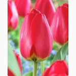 Тюльпаны оптом к 14 февраля, 8 марта 2016