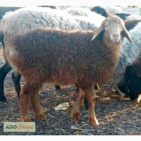Продам овец / овцы ( едильбаевская порода ) курдючные