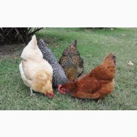 Подрощеные цыплята кур породы Доминант от 3х недель