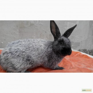 Продам кролики породи Полтавське срібло